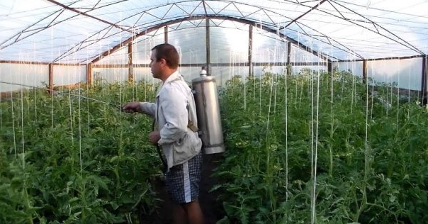 Доматите обичат мляко! Ето какво правят опитните градинари за богата и сочна реколта: