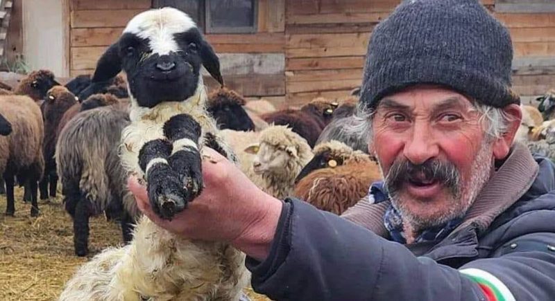 Ново 20! Решиха съдбата на горките животни във Велинград