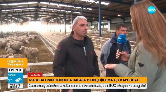 Куриоз: Овце измират край Карнобат. БАБХ им издава документи, че са здрави