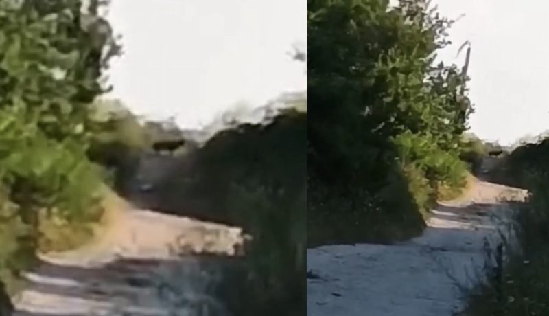 Това ли е собственикът на пантерата от Шумен?: Даже има две на брой (СНИМКА)