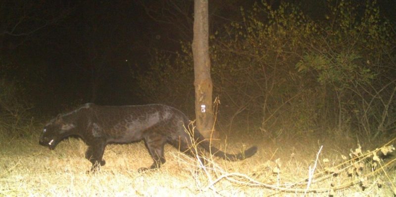 Хванаха избягалия черен леопард на ВИДЕО, оказа се че